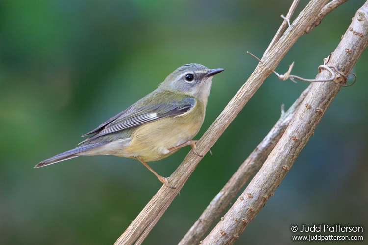 Black-throated Blue Warbler, Rabo de Gato Trail, Dominican Republic